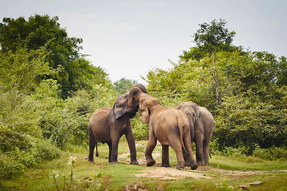 Rare Wildlife & Safari Wonders