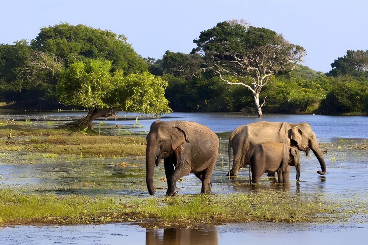 Rare Wildlife & Safari Wonders